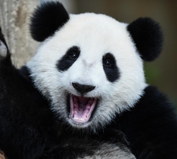 Ouwehands Dierenpark