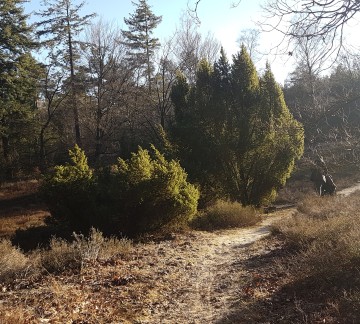 Wandelen