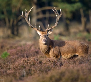 De Veluwe
