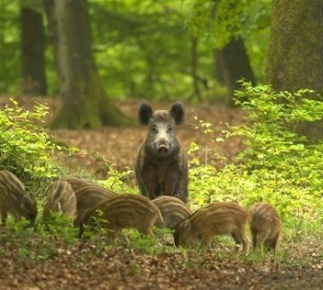 Nationaal Park De Hoge Veluwe